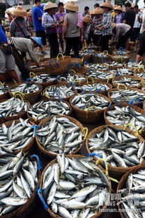 海南渔船出海满载而归
