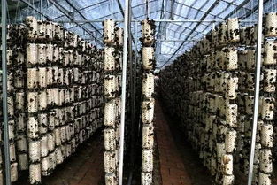 太白县社会组织齐参与 共圆群众脱贫梦 四季码头