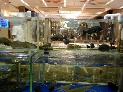 云游四海(186) 渔人码头汇美食 四季码头